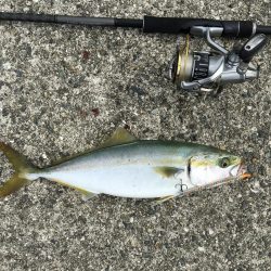 ポーアイ沖ハマチツバス